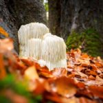 Nutrition for Brain Cancer Patients: Foods That May Help Support Healing