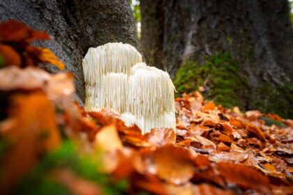 Nutrition for Brain Cancer Patients: Foods That May Help Support Healing